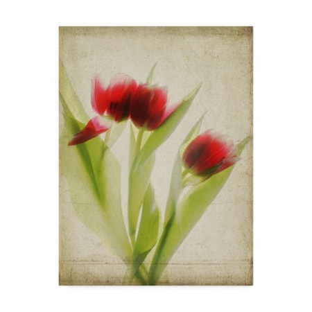 Judy Stalus 'Parchment Flowers I' Canvas Art,24x32